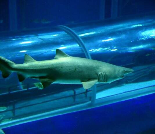AquaRio realiza a terceira edição da Shark Week