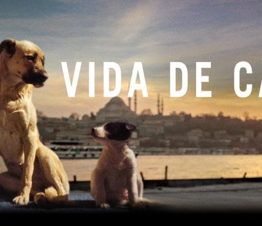 Vida de Cão