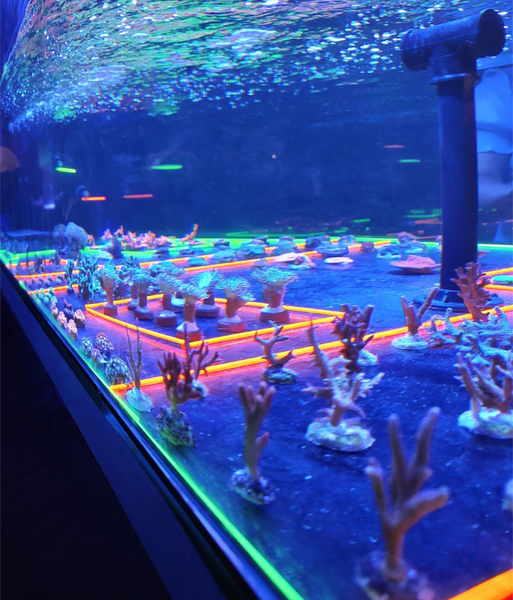 Fazenda de corais | Foto: Divulgação AquaRio 