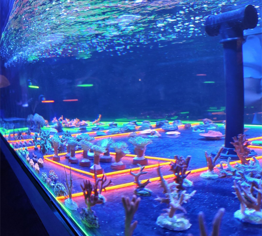 Fazenda de corais | Foto: Divulgação AquaRio