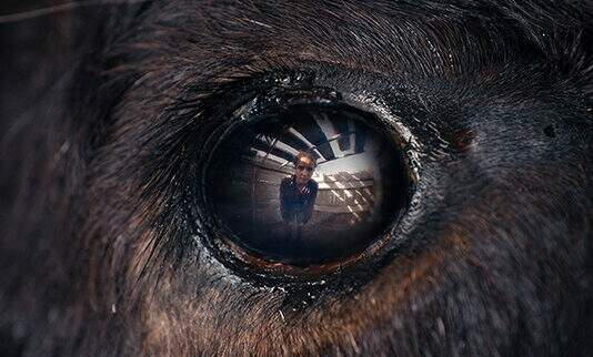 Animale