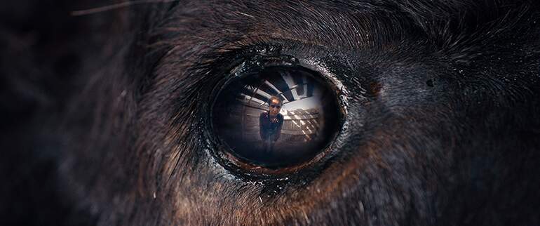 Animale